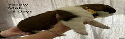 Saint Bernard dogs for sale: KC Registered Saint Bernard Pups - Advert 20