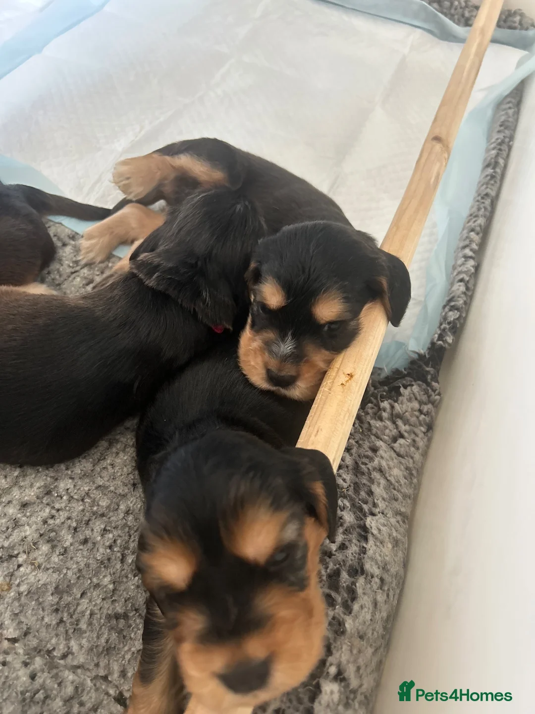 Cocker Spaniel dogs for sale: Stunning KC Reg Black & Tan Show Cocker puppies  - Advert 6