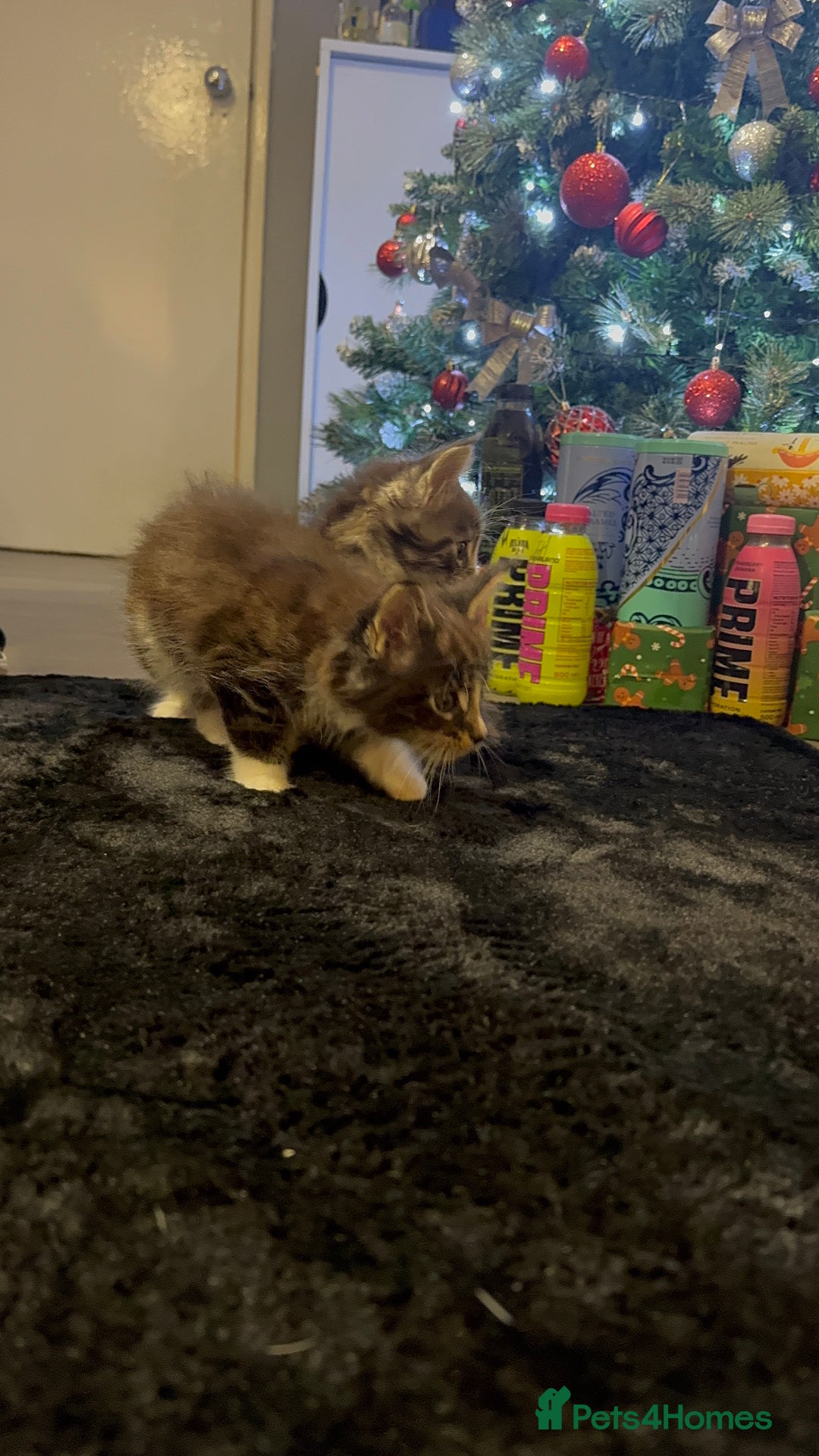 Maine Coon cats for sale: Full Maine Coon for sale - Advert 12