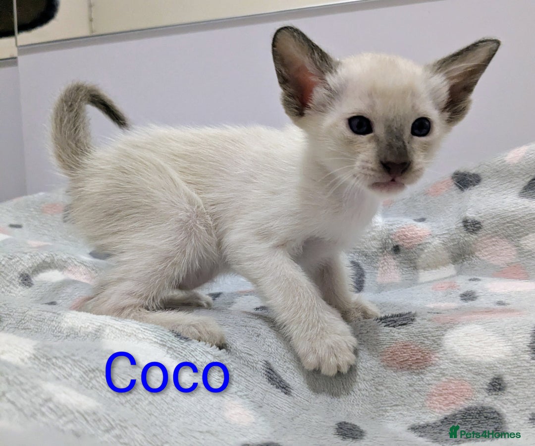 Siamese cats for sale: 6 little monkeys 🩷🩵 - Advert 20