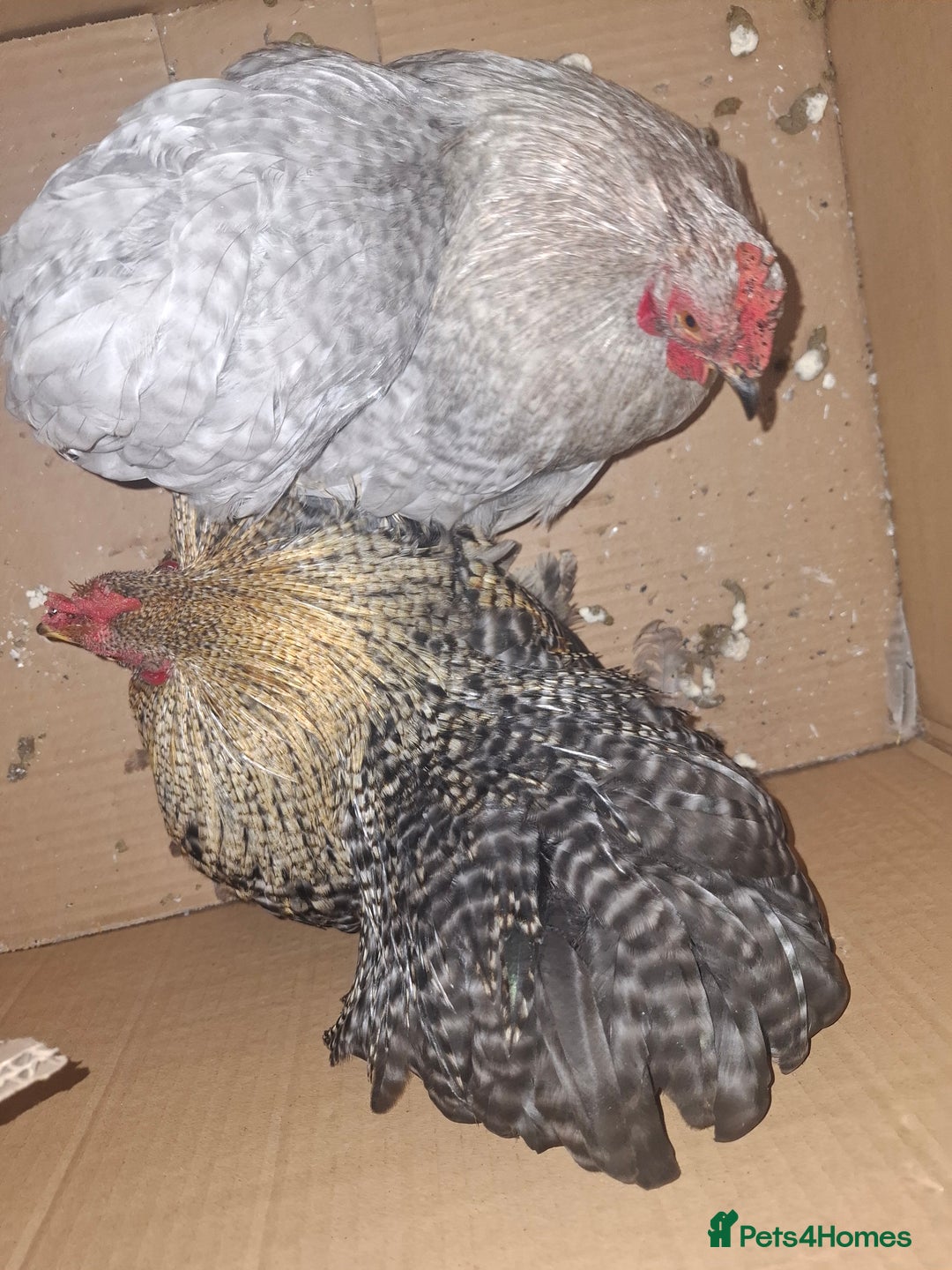 Chickens poultry for sale: Pekin bantom pullets and males  - Advert 7