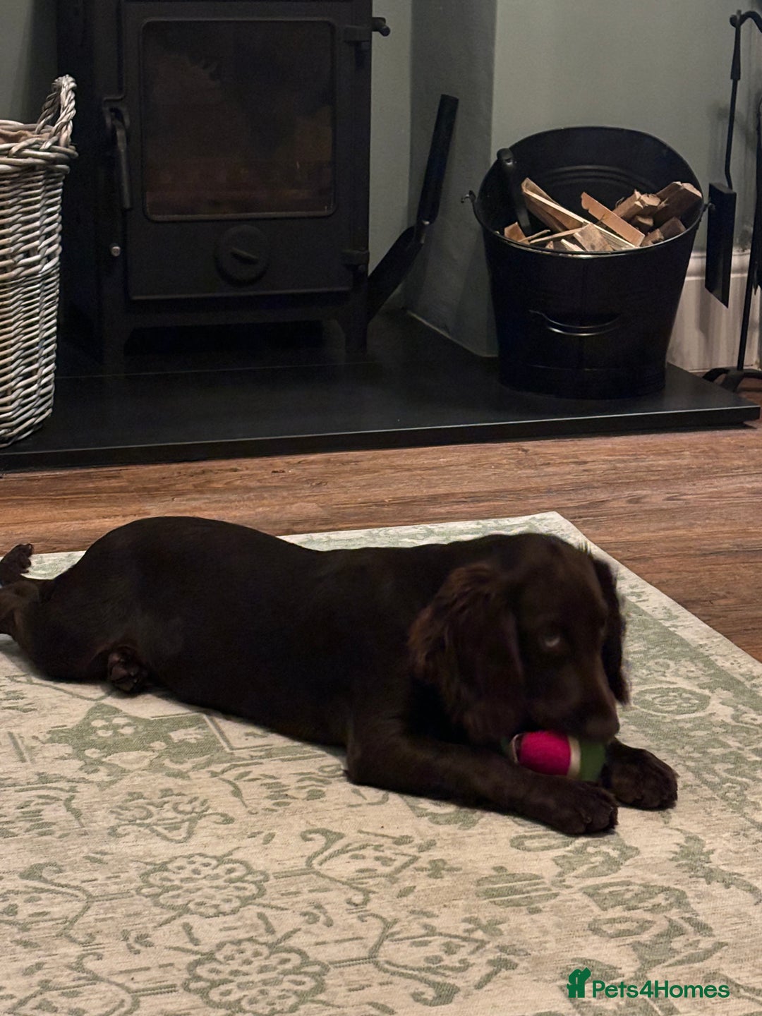 Cocker Spaniel dogs for stud: Looking for Stud - Advert 4