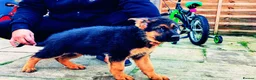 German Shepherd dogs for sale: German Shepherd Puppies for Sale — Only 3 Left! - Advert 8