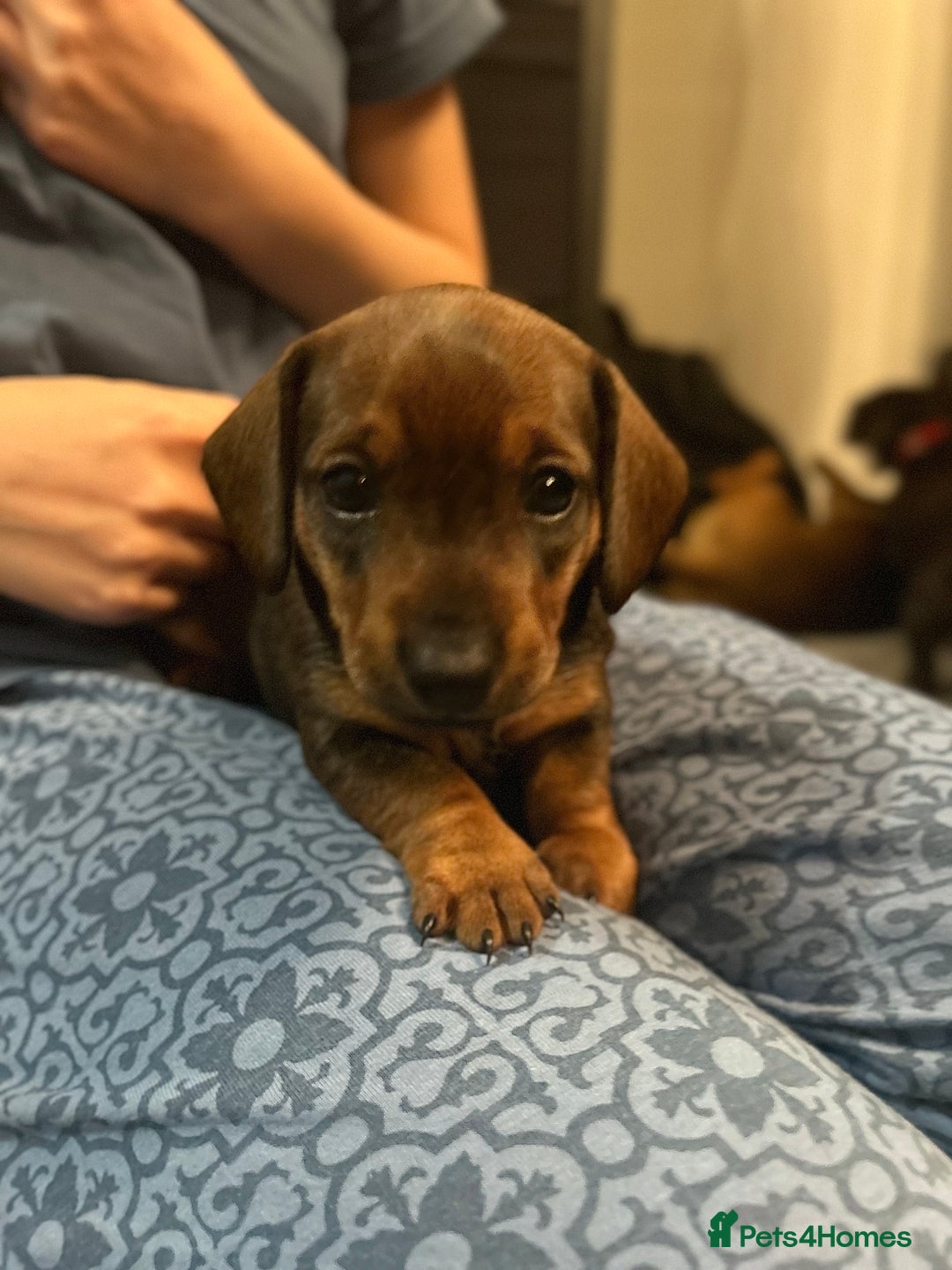 Dachshund dogs for sale: Two beautiful girl dachshunds for sale  - Image 3