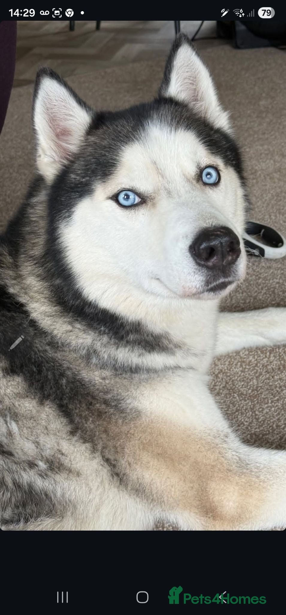 Siberian Husky dogs Husky 7 yrs old not neutred - Advert 2