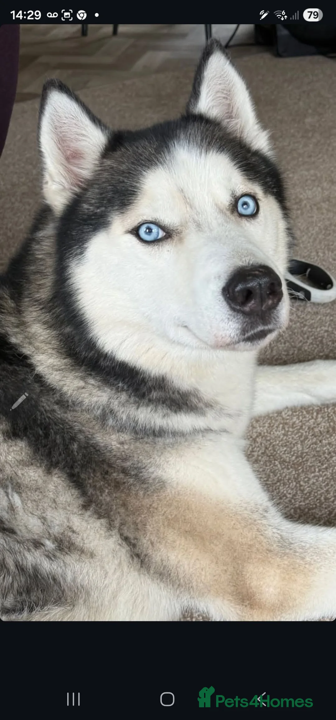 Siberian Husky dogs for sale: Husky 7 yrs old not neutred - Advert 1