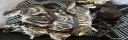 Mixed Breed cats for sale: 6 Beautiful tabby kittens  - Advert 4