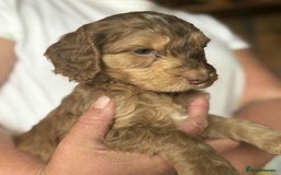 Cockapoo dogs for sale: Cockerpoo puppies F1 stunning colours - Image 4