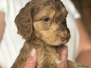 Cockapoo dogs - Advert 12