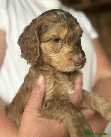 Cockapoo dogs - Advert 2