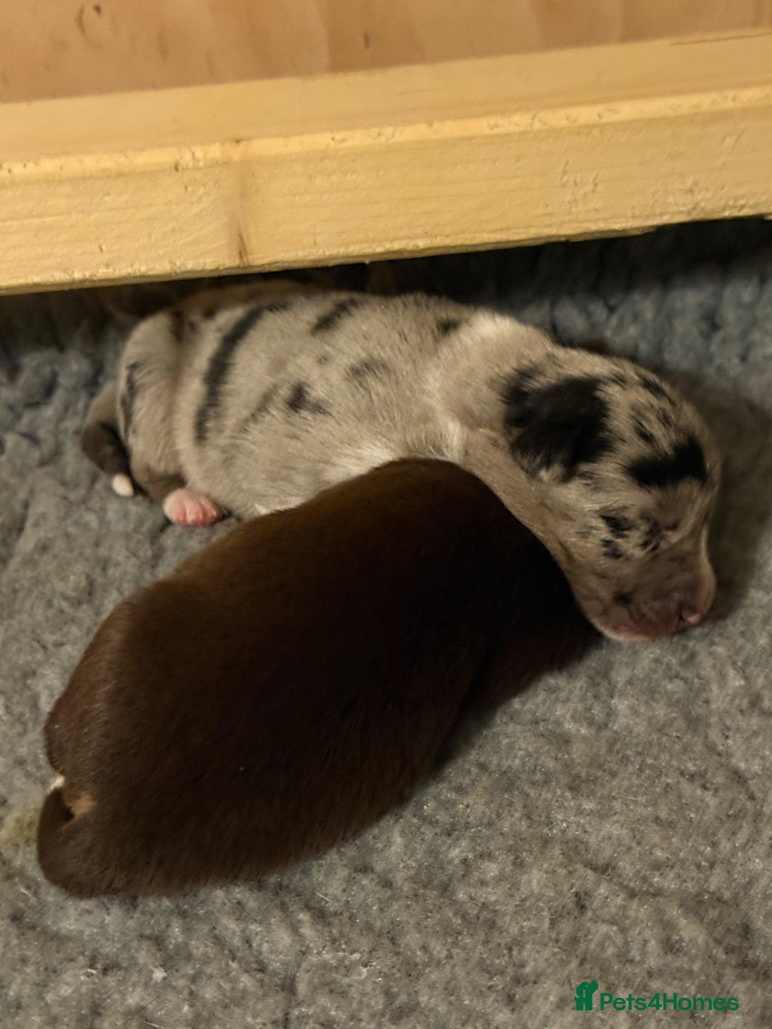 Border Collie dogs BC puppies raised with every possible advantage - Advert 16