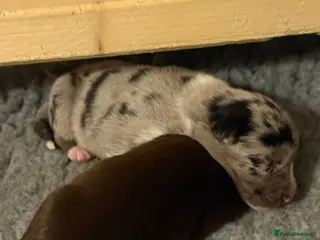 Border Collie dogs BC puppies raised with every possible advantage - Advert 16