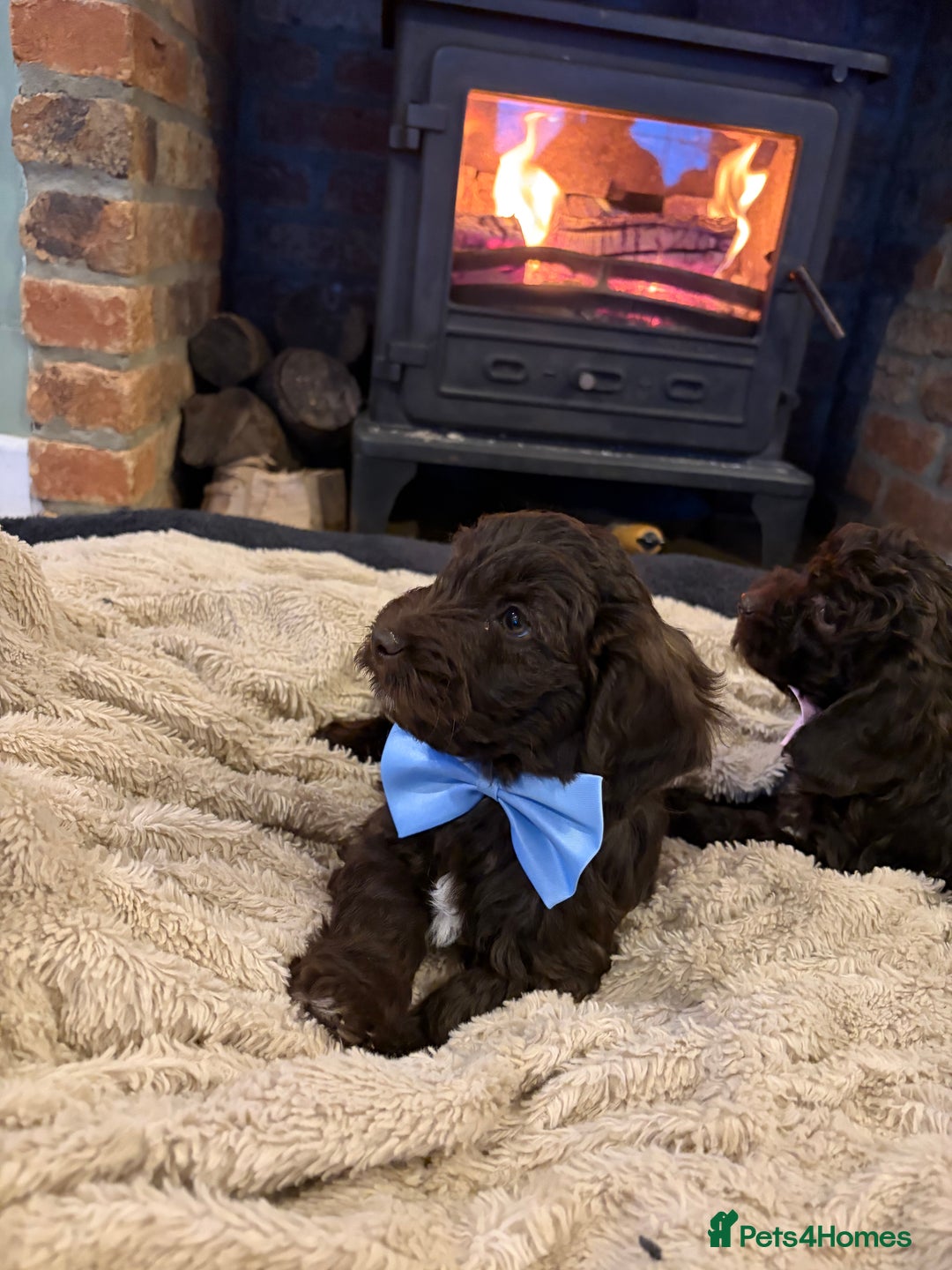 Cockapoo dogs for sale: Beautiful litter of chocolate cockapoo puppies  - Advert 11