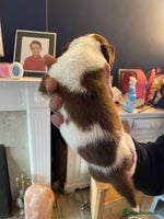 Mixed Breed dogs - Advert 2