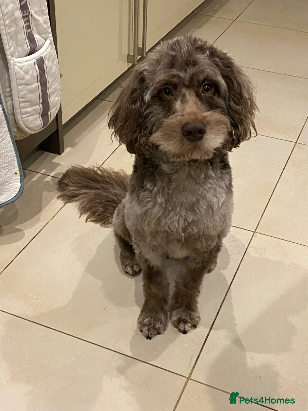 Cockapoo dogs for stud: Chocolate merle cockapoo DNA tested for stud - Advert 10