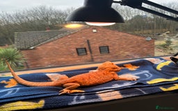 Bearded Dragon reptiles for sale: Orange hypo blue bar female dragon with set up - Image 8