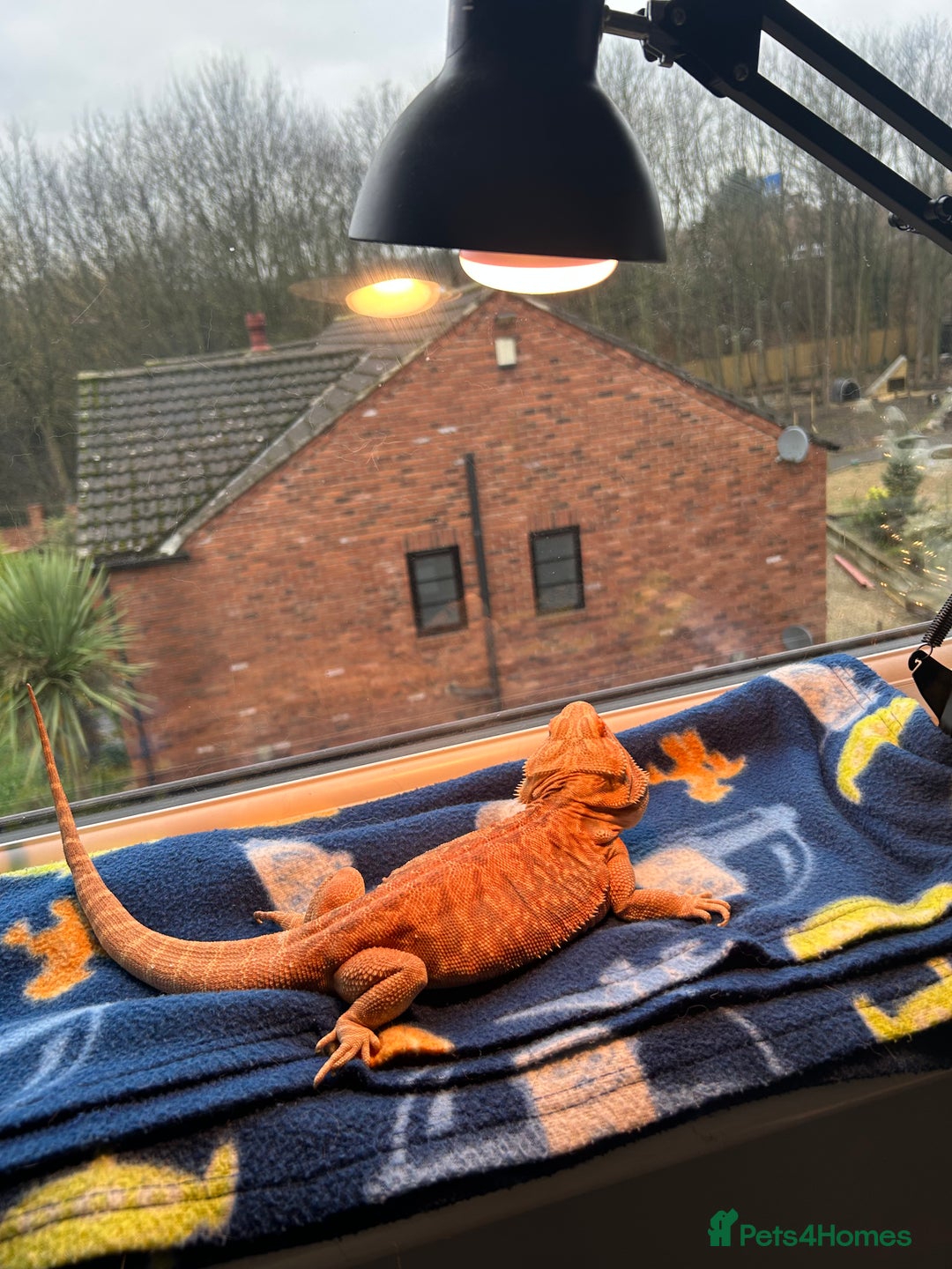 Bearded Dragon reptiles for sale: Orange hypo blue bar female dragon with set up - Image 8