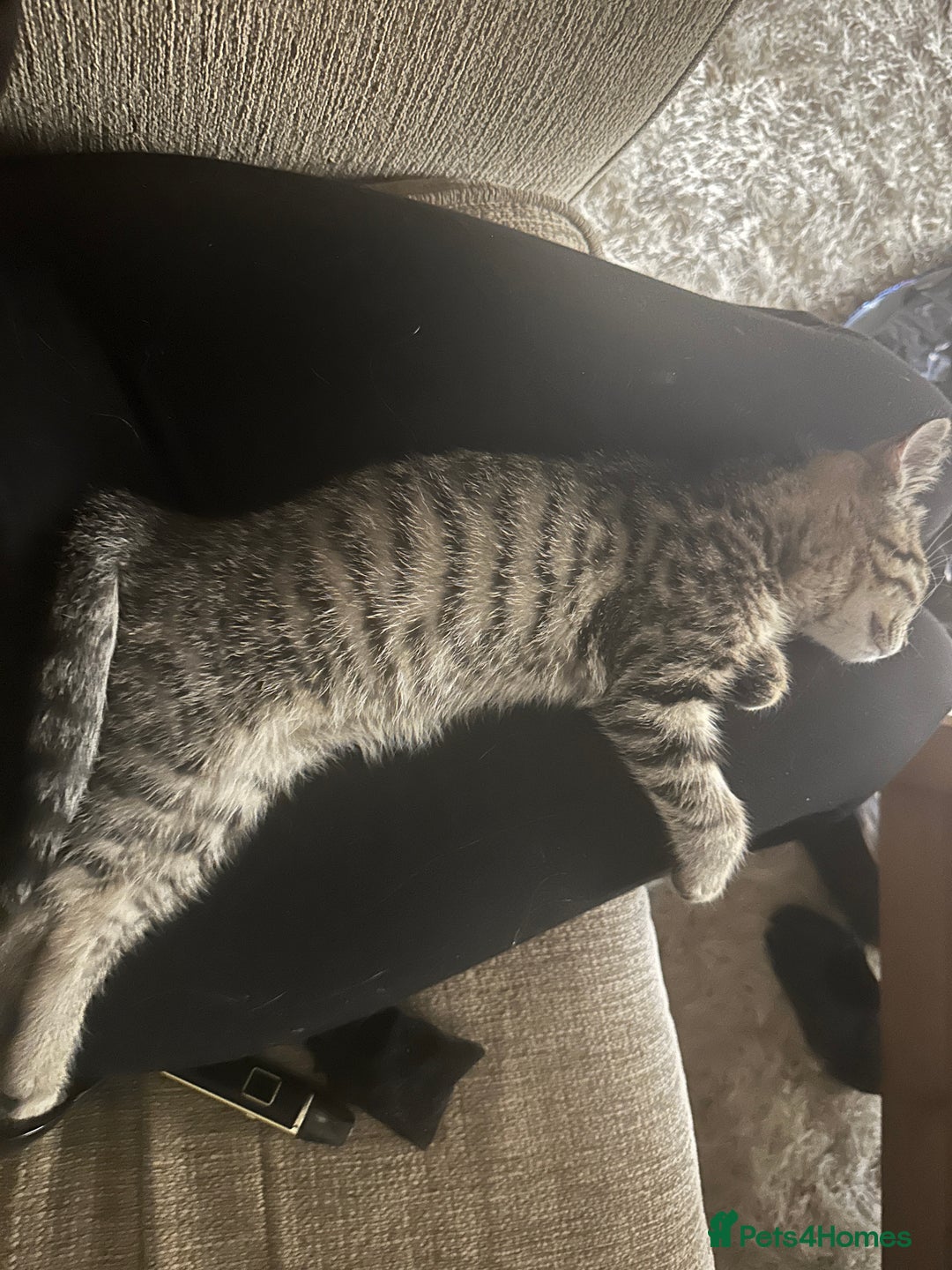 Bengal cats for sale: Kitten for sale  - Image 3