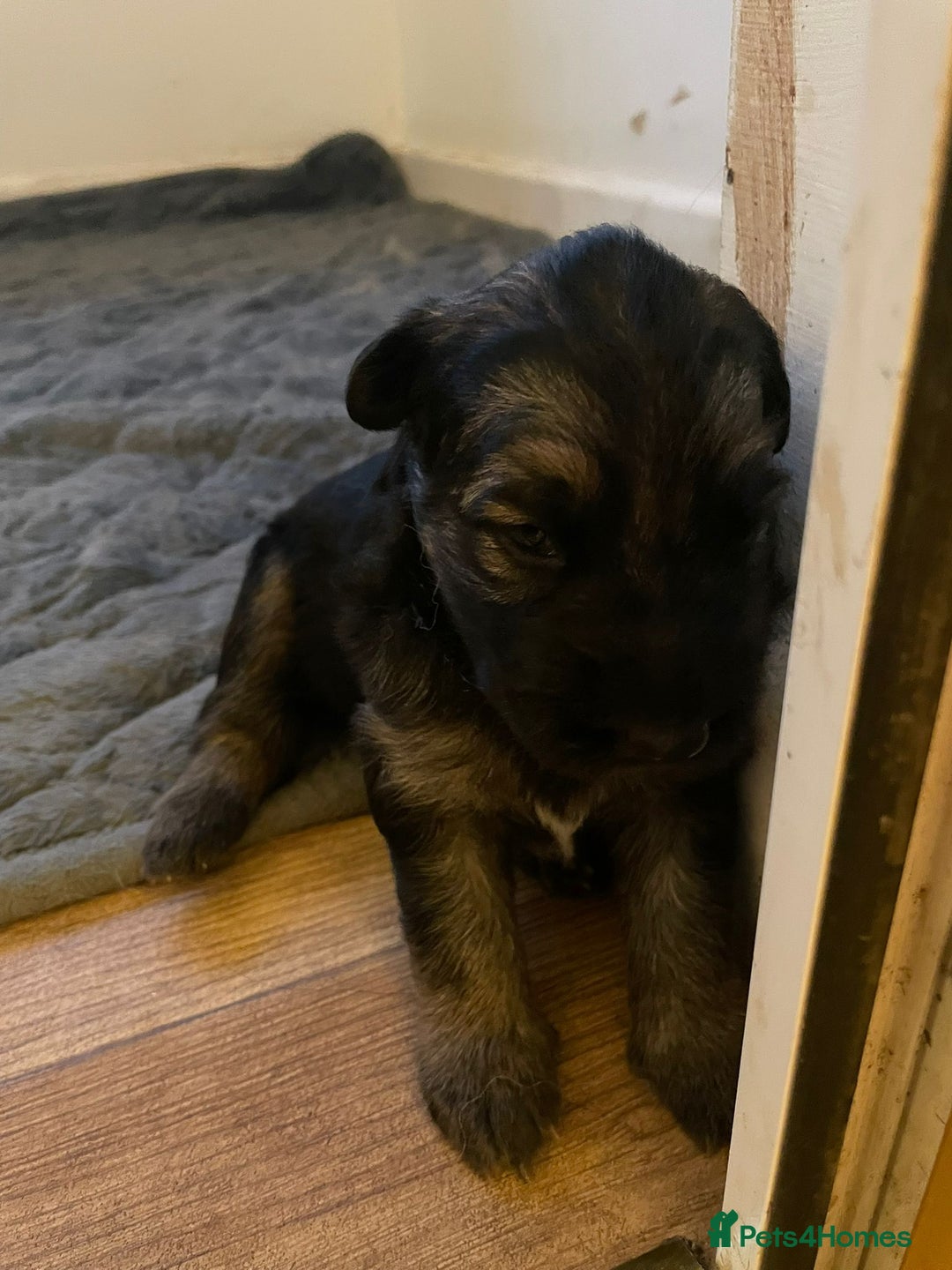 German Shepherd dogs for sale: Long-Medium hair pure bred German Shepherds 🇩🇪 - Image 16