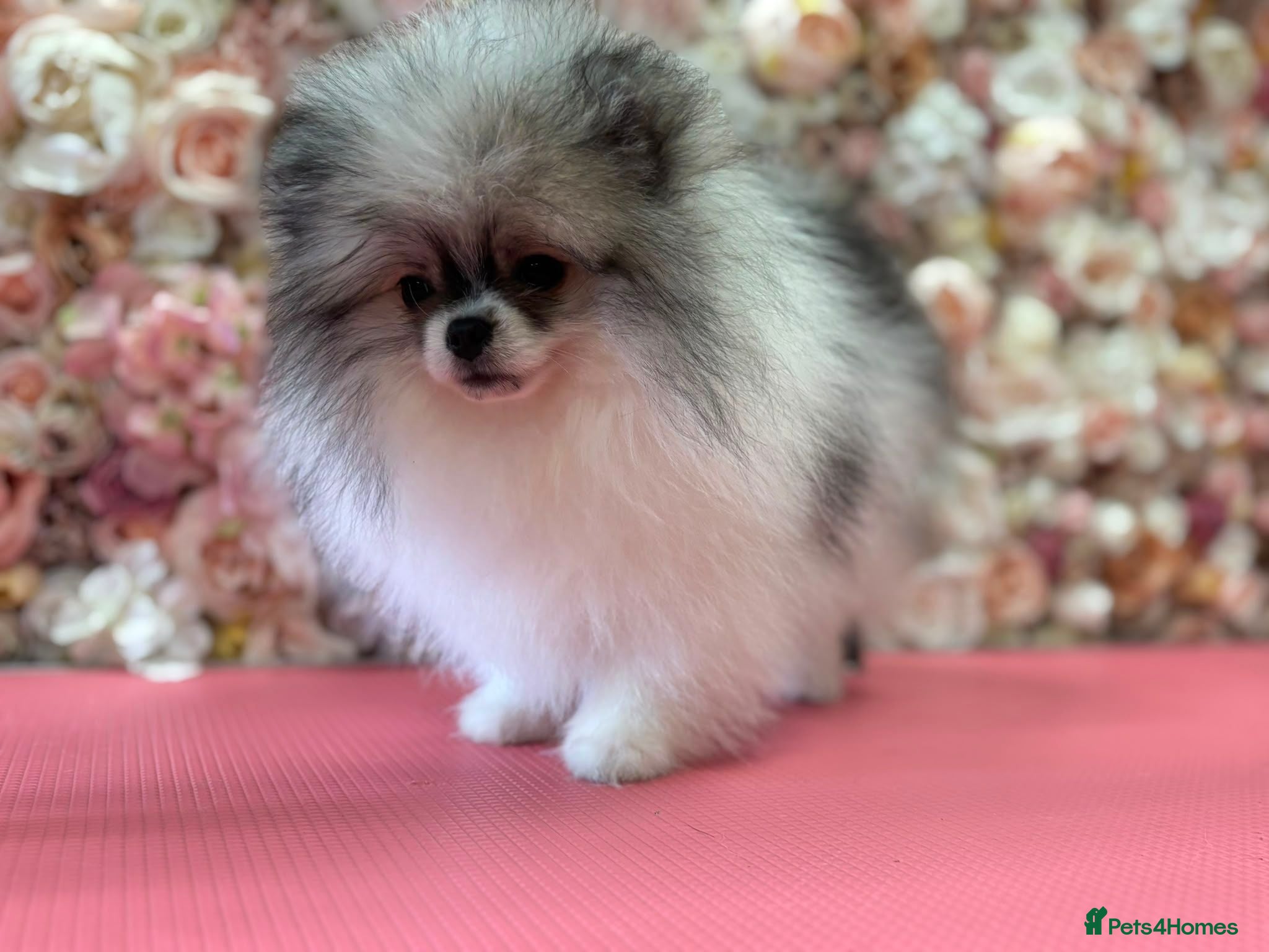 Pomeranian dogs KC registered Pomeranian Puppies for sale  - Advert 17