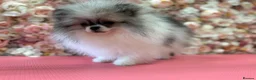 Pomeranian dogs for sale: KC registered Pomeranian Puppies for sale  - Advert 1