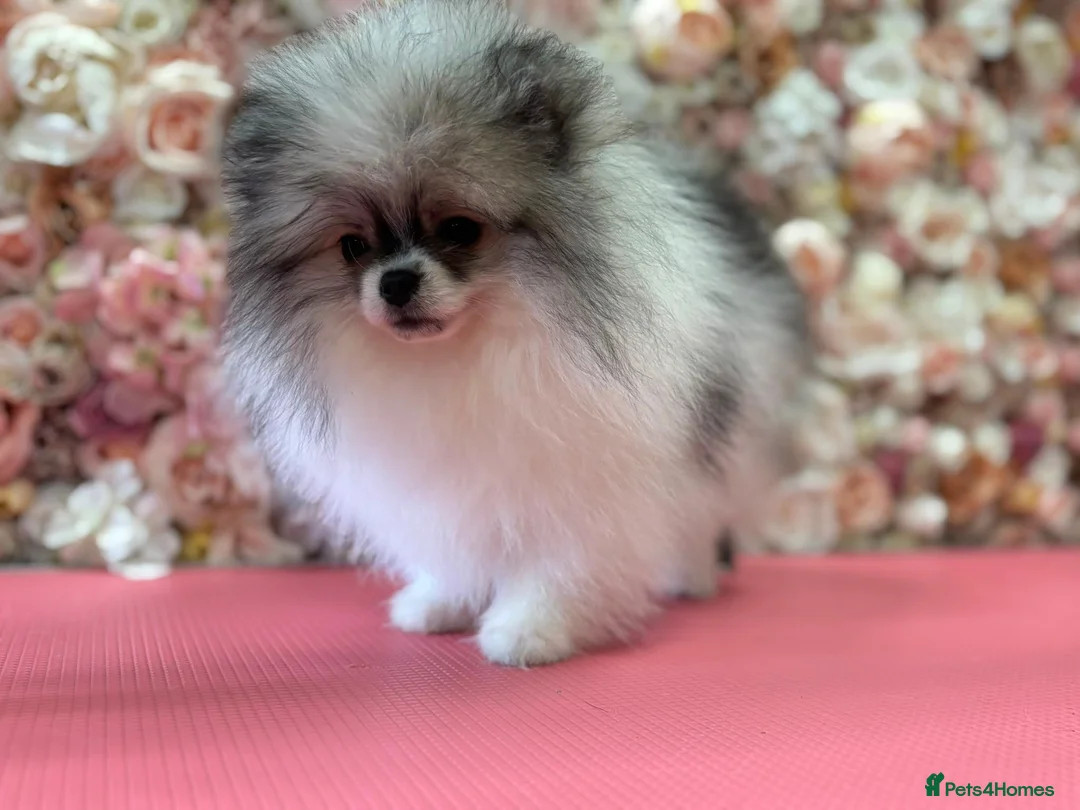 Pomeranian dogs for sale: KC registered Pomeranian Puppies for sale  - Advert 1