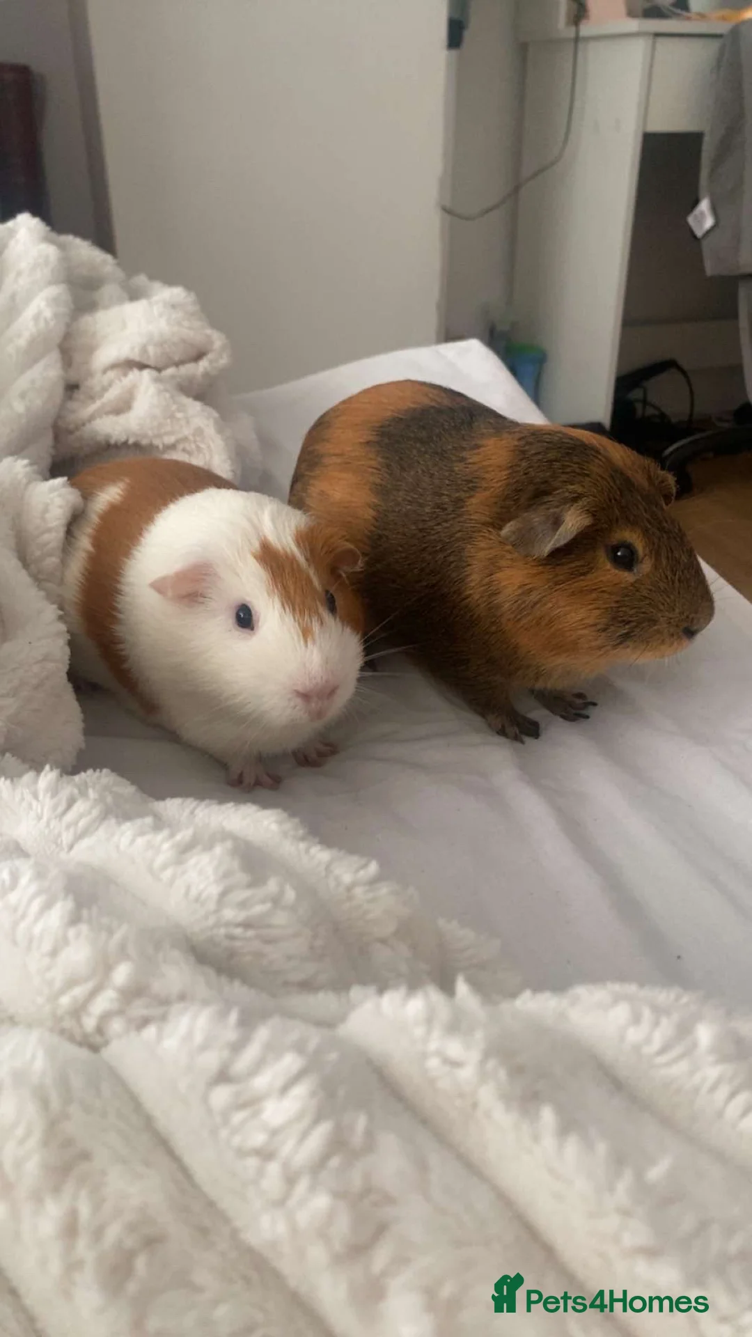 Guinea Pig rodents for sale: Ben & Kevin  - Advert 4