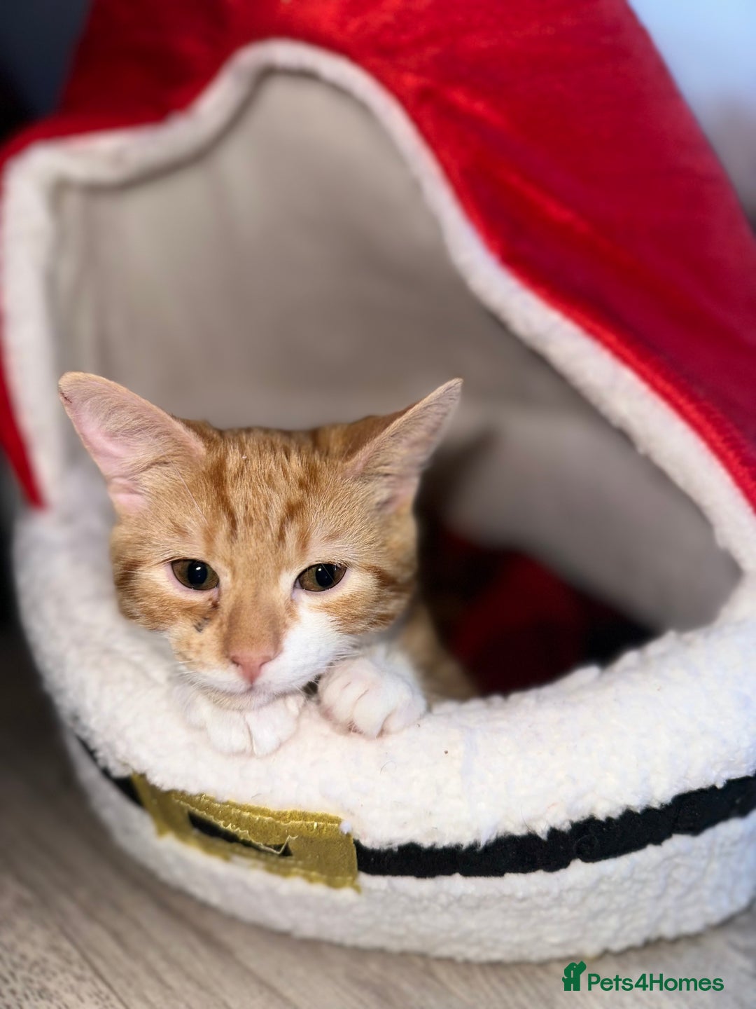 Mixed Breed cats for sale: Young male - Advert 1