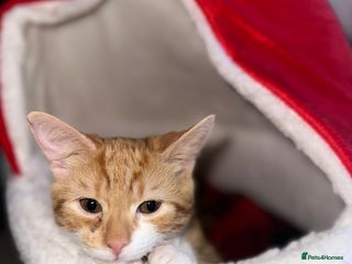 Mixed Breed cats Young male - Advert 18