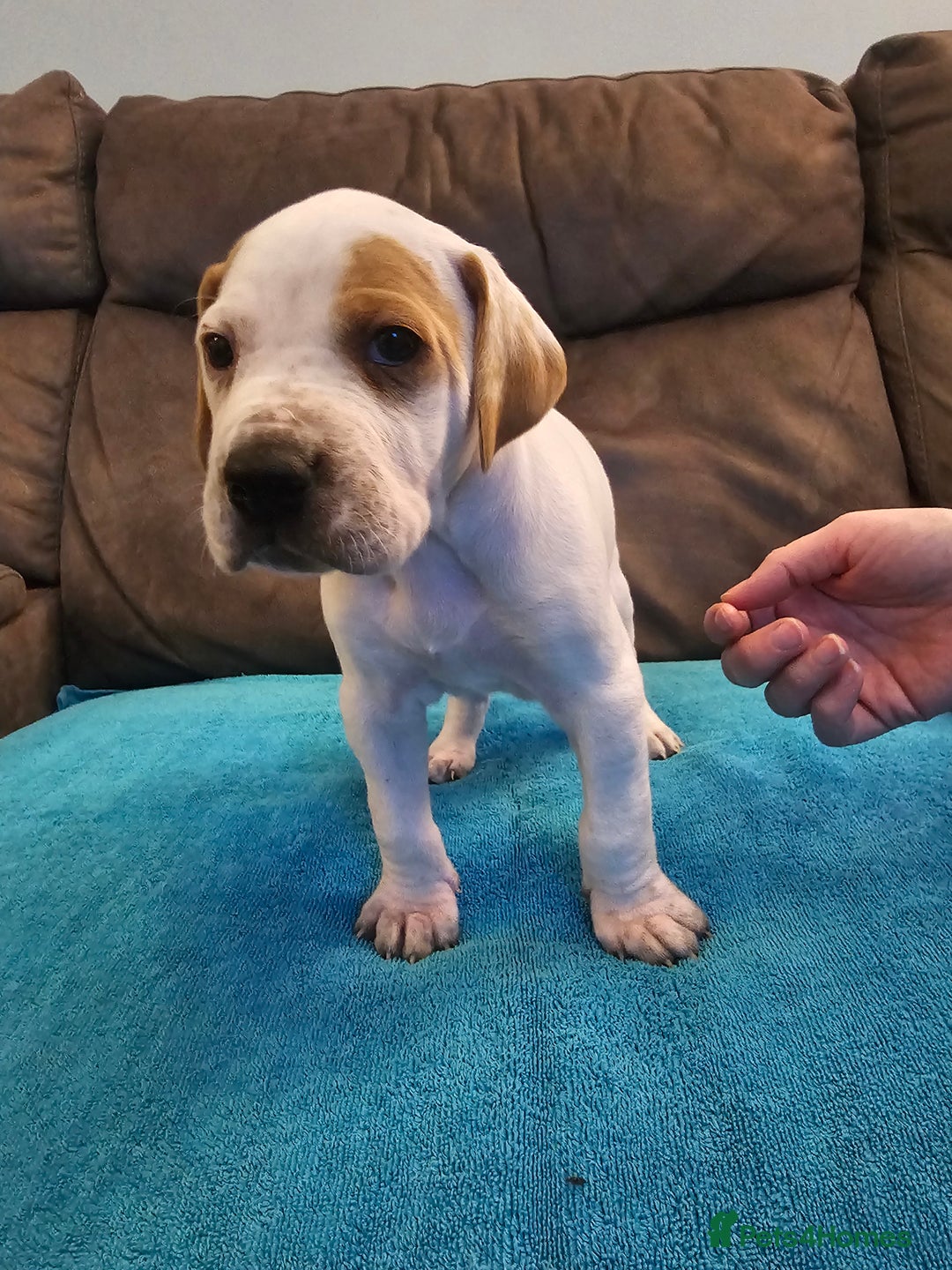 Pointer dogs for sale: Quality Pointer Puppies - Advert 17