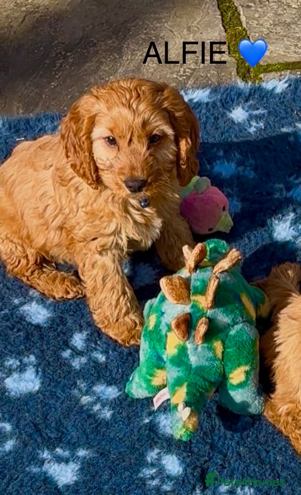 Cockapoo dogs ALFIE 💙 READY NOW!  - Advert 13