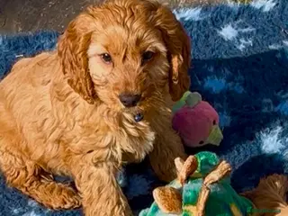 Cockapoo dogs ALFIE 💙 READY NOW! - Advert 13