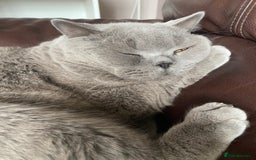 British Shorthair cats for sale: British blue BSH  - Image 10