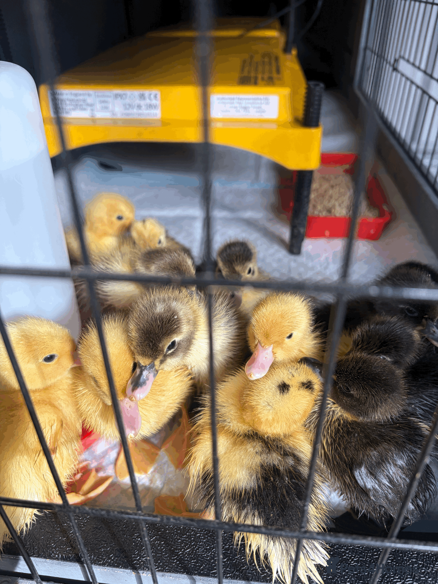 Mixed Breed poultry Mixed breed ducks  - Advert 6