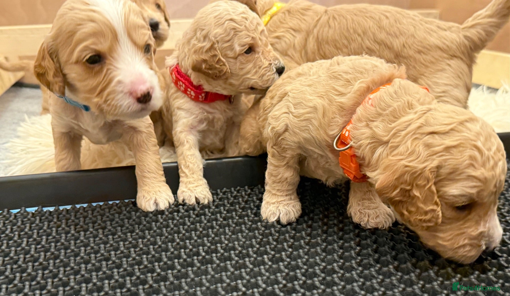 Cockapoo dogs ✨ Exceptional F2 Cockapoo Puppies ✨ - Advert 2
