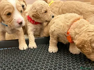 Cockapoo dogs ✨ Exceptional F2 Cockapoo Puppies ✨ - Advert 2