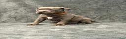 Staffordshire Bull Terrier dogs for sale: Blue Staffordshire Bull Terrier Puppies - Advert 9