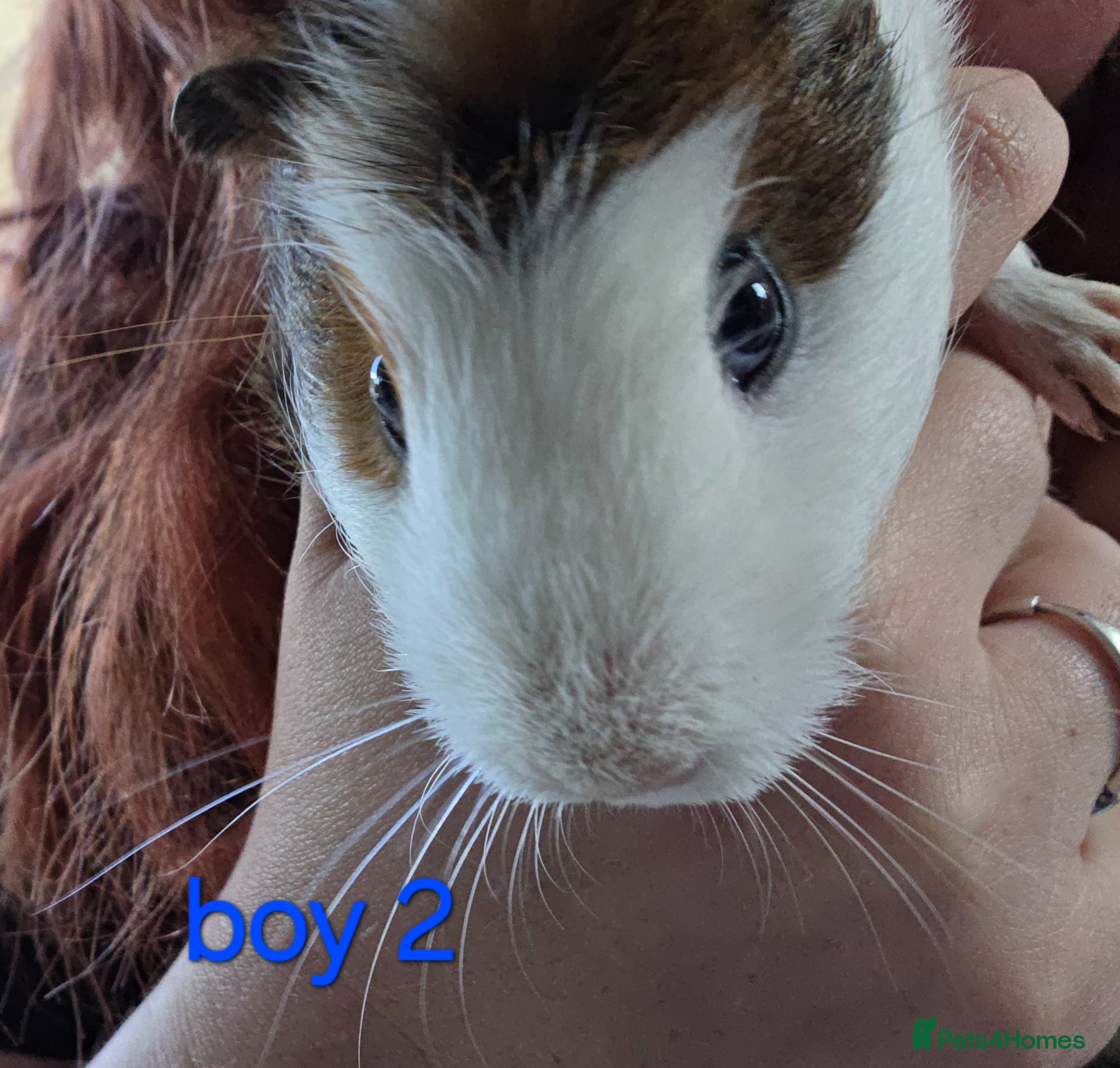 Guinea Pig rodents Gergouse male guinea pigs  - Advert 4
