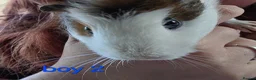 Guinea Pig rodents for sale: Gergouse guinea pigs  - Advert 4