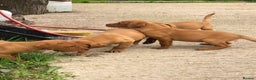 Labrador Retriever dogs for sale: lovely fox red labrador pups  - Advert 2