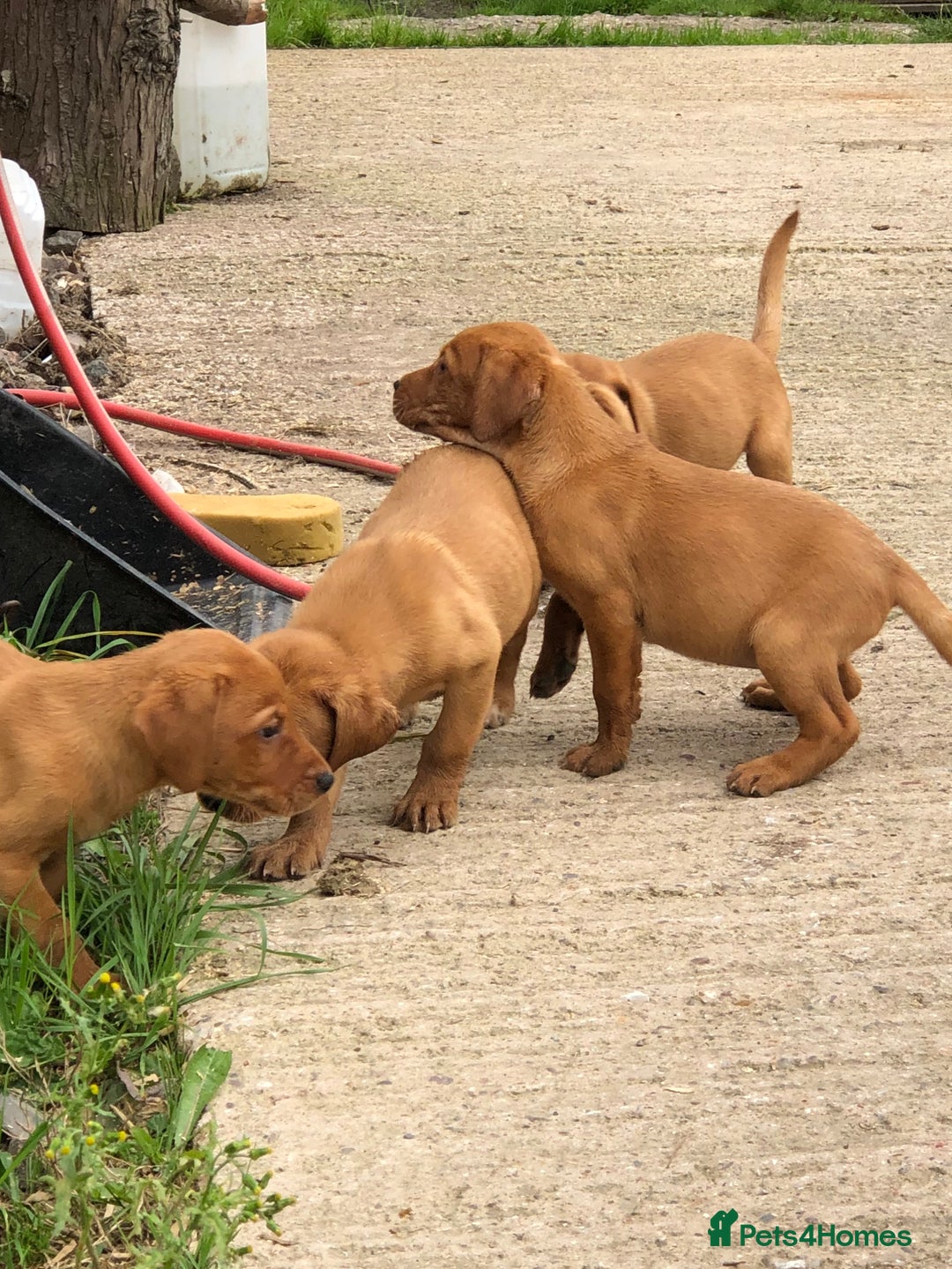 Labrador Retriever dogs for sale: lovely fox red labrador pups  - Advert 2