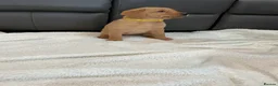 Labrador Retriever dogs for sale: For Red Labrador pups. KC REG/COUNCIL LICENSED  - Advert 19