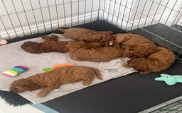 Cavapoo dogs for sale: F1B CAVAPOO FOX RED - Image 2