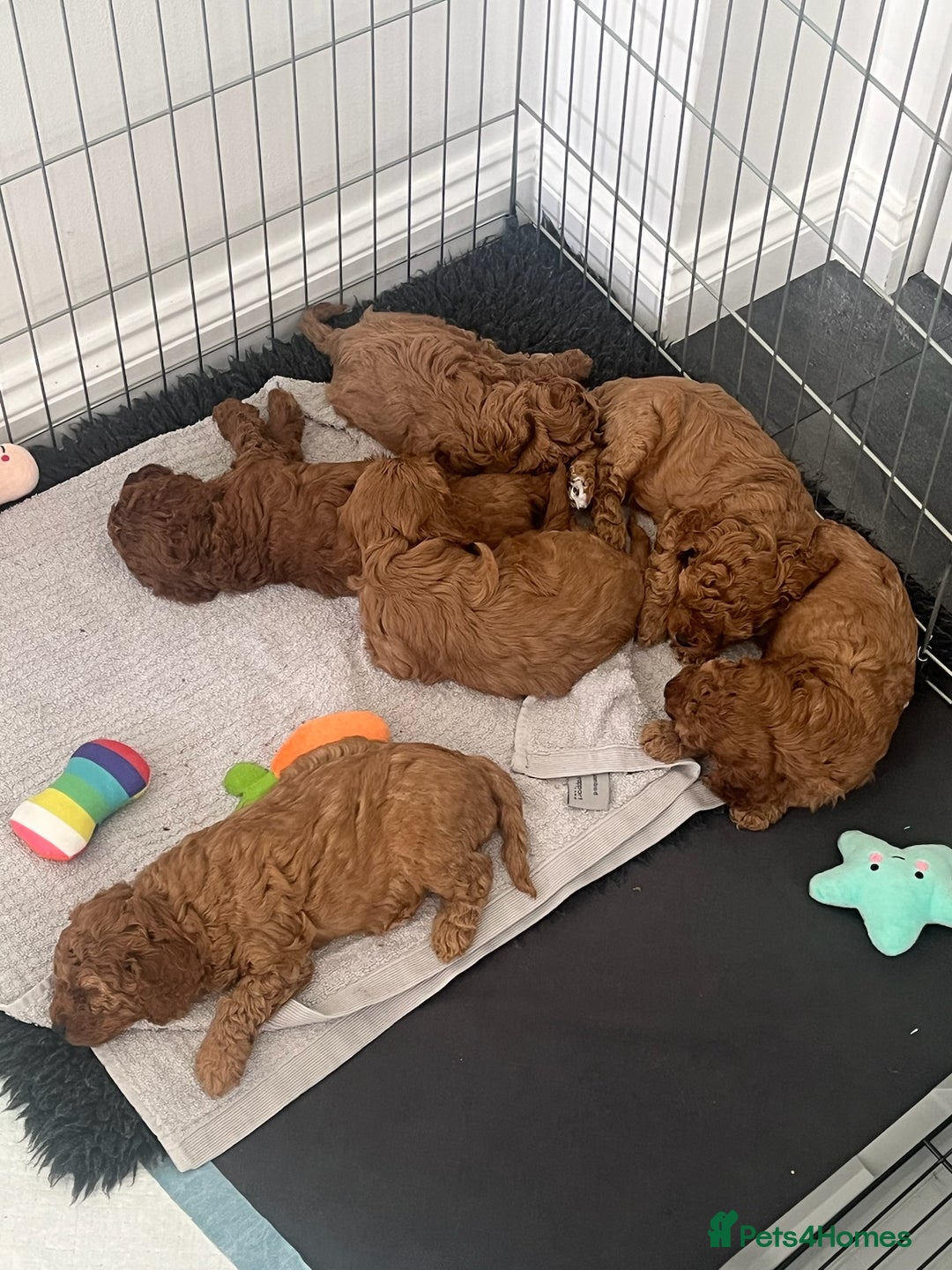 Cavapoo dogs for sale: F1B CAVAPOO FOX RED - Image 2