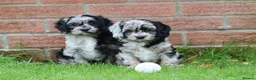Cavapoo dogs for sale: Beautiful Cavapoo puppies for sale - Advert 18