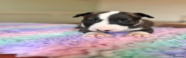 Nellie