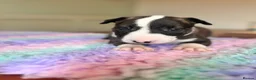 English Bull Terrier dogs for sale: Loving Family raised English Bull Terriers pups in Telford - Advert 12