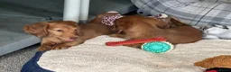 Miniature Dachshund dogs for sale: Shaded red longhaired boy and girl - Advert 14