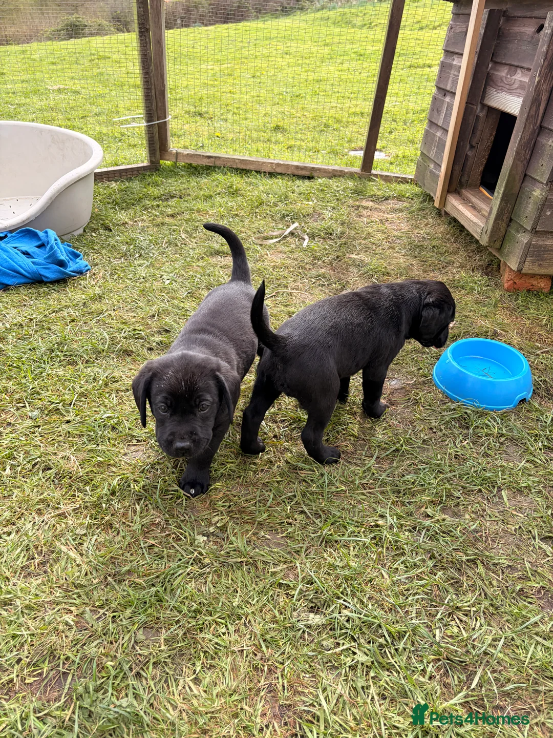 Labrador Retriever dogs for sale: Black Labrador Puppies in Bishops Castle - Advert 2
