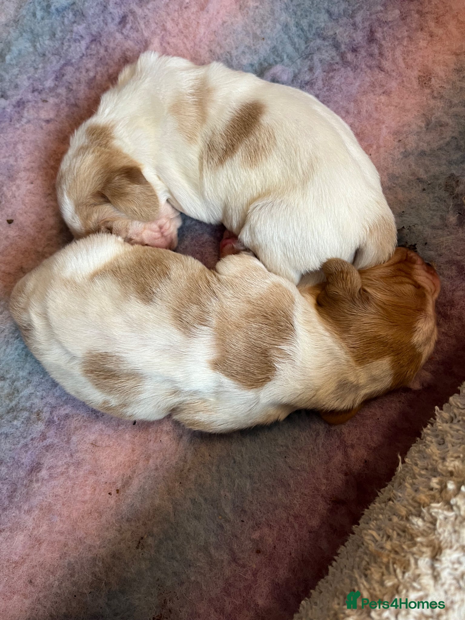 Basset Hound dogs Beautiful Basset babies now born  - Advert 1